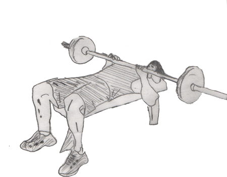 Barbell Bench Press targets your Pectoralis Major, Sternal muscles with dynamically Stabilize your Biceps Brachii, Short Head.